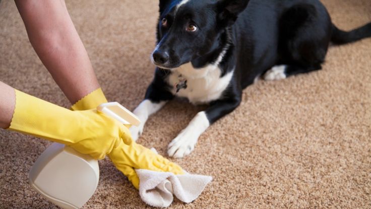 close shot of hands holding shower bottle and cloth cleaning dog pee stain from carpet and a dog sitting on carpet 