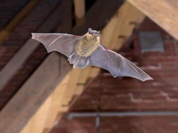 odors in attics from bats and rodents