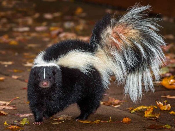 odors from skunks on your property