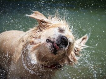 odors from wet dogs