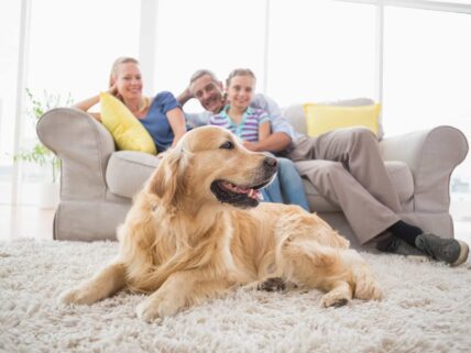 a dog sitting on the carpet and a family sitting on the couch in background in happy mood.